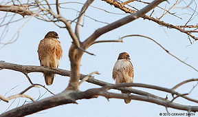 hawks in taos, nm