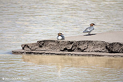 2011 January 28, Mergansers on the Rio Chama, NM