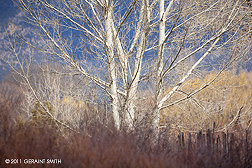 2011 January 09, Winter color in Taos, NM