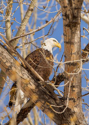 2013 January 17: Continuing the month of eagles