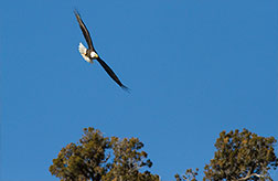 2013 January 16, Out of the blue ... Bald Eagle along the Rio Grande