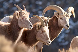 2013 February 12, More Big orn sheep on the Rio Grande Gorge Rim