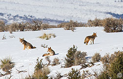2013 January 10, Morning coyotes on the Hondo Mesa, Taos