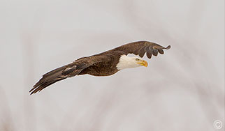 2014 January 08  Bald eagle in the Rio Grande del Norte National Monument