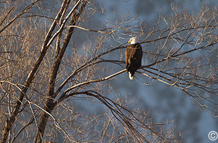 2014 January 11  Bald Eagle roosting in Pilar, NM