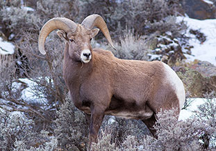 2014 January 26  Revisiting the Bighorn Sheep in the Rio Grande Gorge
