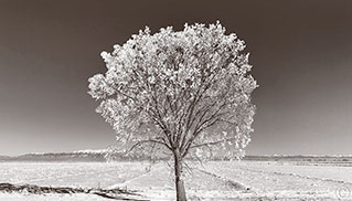 2014 January 03  Frosty tree in the SLV (San Luis Valley)