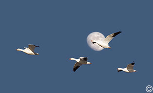 2014 January 14  Snow geese and the moon over the Bosque del Apache NWR