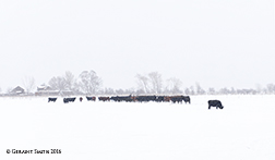 2016 January 09: ... and the snow keeps falling ... Winter in the mountains of northern New Mexico