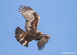 2016 January 21: Revisiting the Golden Eagle and it's showing off again ... the spectacular raptor