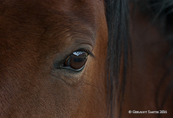 2016 January 31: Down in the horse pasture