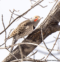 2016 January 29: Northern Flicker in the breakfast queue