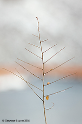 2016 January 16: A composition along the Rio Grande