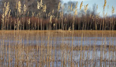 Tall grass at the Bosque del Apache NWR in New Mexico