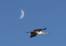 A Sandhill Crane and the moon at the National Wildlife Refuge