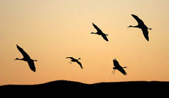 Silhouettes at the Bosque del Apache NWR in New Mexico