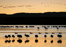 A duck troupe - Bosque del Apache National Wildlife Refuge NM