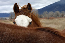 Horses in the El Prado meadows Taos, New Mexico