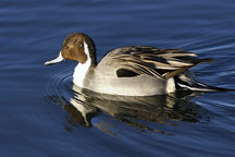 Northern Pintail duck at the Bosque del Apache NWR