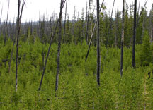 The new growth ... and old. 18 years after the Yellowstone fires