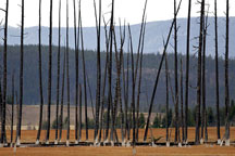 The old and the new growth in Yellowstone