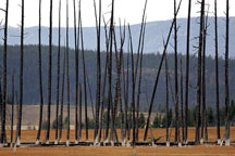 The old and the new growth in Yellowstone