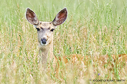 2007 July 30, Mule deer in the tall grass on a photo shoot in La Veta, Colorado
