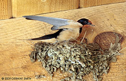 2009 July 26, Barn swallow building a nest under my portal