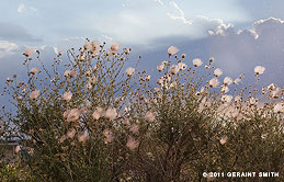 2011 July 27, Apache Plume growing in abundance ata rest area, Taos, NM