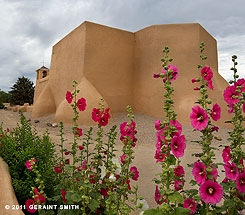 2011 July 20, Hollyhocks abound in Ranchos de Taos