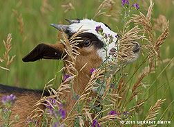 2011 July 24, "Lily the kid" ... in the alfalfa and grasses