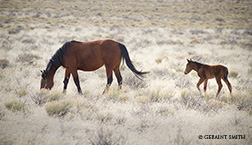 2016 August 03: Wild horses in the San Luis Valley, Colorado