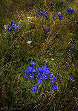 2006 July 31 Wildflowers in La Junta Canyon northern New Mexico 