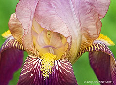 2007 June 06, An Iris in the garden at the Blumenschein Home and Museum in Taos, NM