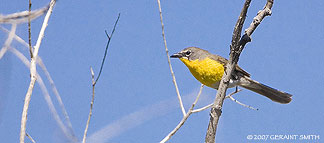 2007 June 27, Yellow breasted chat 