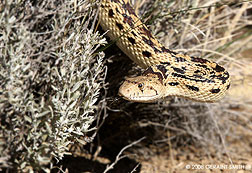 2008 June 18, Bull Snake on the Pueblo Alto trail in Chaco Canyon