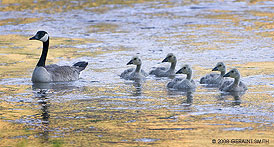 2008 June 04: "Eyes Right ... "  canada geese chicks on the rio grande in Pilar, NM