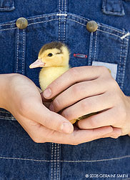 2008 June 02, A duckling hatched a few days ago in Pilar, NM