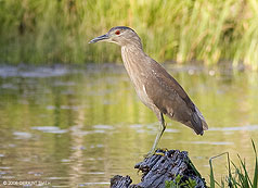 2008 June 20, A juvenile Black Crowned Night Heron