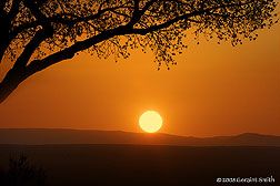 2008 June 05 "Sunset Tree" at the Rio Grande Gorge overlook , Taos NM