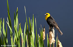 2009 June 24, Yellow headed blackbird