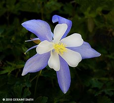 2010 June 05, Columbine on the trail