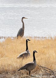 2010 June 04, Great Blue Heraon and Canadian Geese