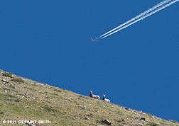 2011 June 20, BigHorn Sheep on the flanks of Wheeler Peak and Southwest Airlines overhead!