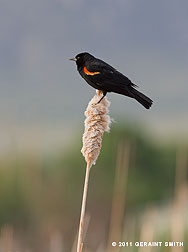 2011 June 25.  In love with Red-winged Blackbirds