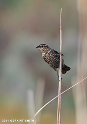 2011 June 21, Female Red-winged Blackbird in the cat-tails
