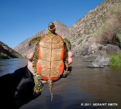 2011 June 09:  Western Painted Turtle on the Rio Grande near Pilar, NM