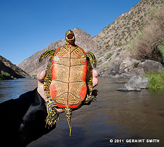 2011 June 09: Western Painted Turtle on the Rio Grande near Pilar, NM