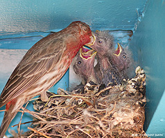 2012 June 04: Finches nesting under the portal at my gallery