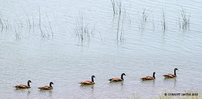 2016 June 06: Canada Geese, everywhere, New Mexico